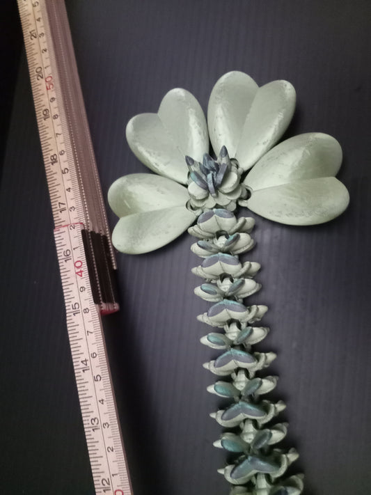 Cinderwing3D articulated clover dragon